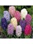10 Adet 10 Farklı Renk Hyacinthus Çiçeği Tohumu + 10 Adet Gökkuşağı Gülü Çiçek Tohumu 1