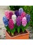 10 Adet 10 Farklı Renk Hyacinthus Çiçeği Tohumu + 10 Adet Orkide Çiçek Tohumu 1
