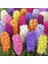 10 Adet 10 Farklı Renk Hyacinthus Çiçeği Tohumu + 10 Adet Orkide Çiçek Tohumu 1