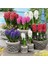 25 Adet 10 Farklı Renk Hyacinthus Çiçeği Tohumu + 10 Adet Orkide Çiçek Tohumu 1
