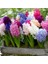 50 Adet 10 Farklı Renk Hyacinthus Çiçeği Tohumu + 10 Adet Orkide Çiçek Tohumu 1
