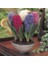 100 Adet 10 Farklı Renk Hyacinthus Çiçeği Tohumu + 10 Adet Orkide Çiçek Tohumu 1