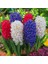 100 Adet 10 Farklı Renk Hyacinthus Çiçeği Tohumu + 10 Adet Orkide Çiçek Tohumu 1