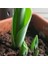 100 Adet 10 Farklı Renk Hyacinthus Çiçeği Tohumu + 10 Adet Orkide Çiçek Tohumu 3