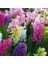 50 Adet 10 Farklı Renk Hyacinthus Çiçeği Tohumu + 10 Adet Orkide Çiçek Tohumu 1