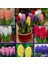 10 Adet 10 Farklı Renk Hyacinthus Çiçeği Tohumu + 10 Adet Orkide Çiçek Tohumu 1