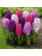 10 Adet 10 Farklı Renk Hyacinthus Çiçeği Tohumu + 10 Adet Orkide Çiçek Tohumu 2