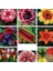 10 Adet 10 Farklı Renk Hyacinthus Çiçeği Tohumu + 10 Adet Orkide Çiçek Tohumu 1
