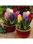 10 Adet 10 Farklı Renk Hyacinthus Çiçeği Tohumu + 10 Adet Orkide Çiçek Tohumu 2