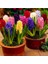 25 Adet 10 Farklı Renk Hyacinthus Çiçeği Tohumu + 10 Adet Orkide Çiçek Tohumu 2