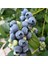 Darrow Cinsi Yaban Mersini Blueberry Fidanı, Tüplü 1
