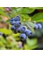 Darrow Cinsi Yaban Mersini Blueberry Fidanı, Tüplü 2