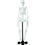 Edulab Iskelet Modeli 46 cm