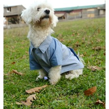 Peti Tailor Küçük ve Orta Irk Mavi Gömlek Collar