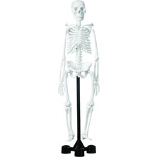 Edulab Iskelet Modeli 46 cm