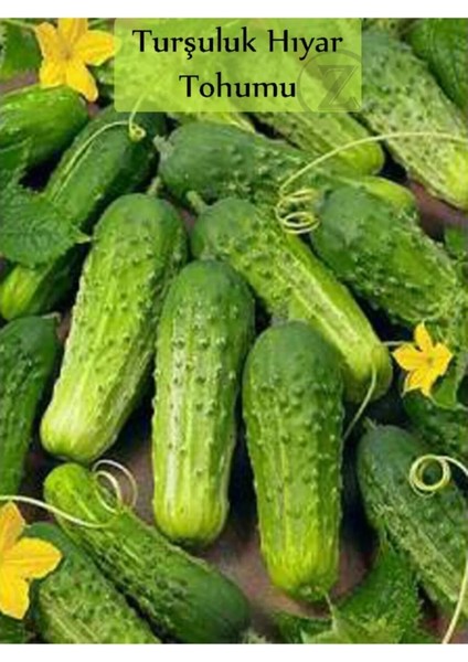 Turşuluk Hıyar Tohumu Kornişon 10 gr