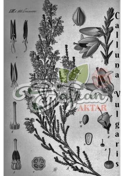 Funda Yaprağı 150 gr