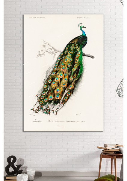 Tavus Kuşu Sanatsal Kanvas Tablo fiyatları