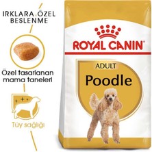 Royal Canin Poodle Adult Köpek Maması 3 kg Poodle