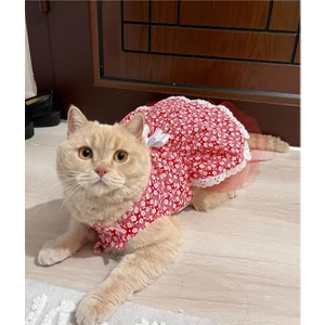 Beyaz Çiçek Desenli Fiyonklu Kırmızı Kedi Köpek Kıyafeti Elbisesi