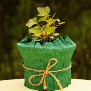 Duvar Sarmaşığı (Hedera Helix)