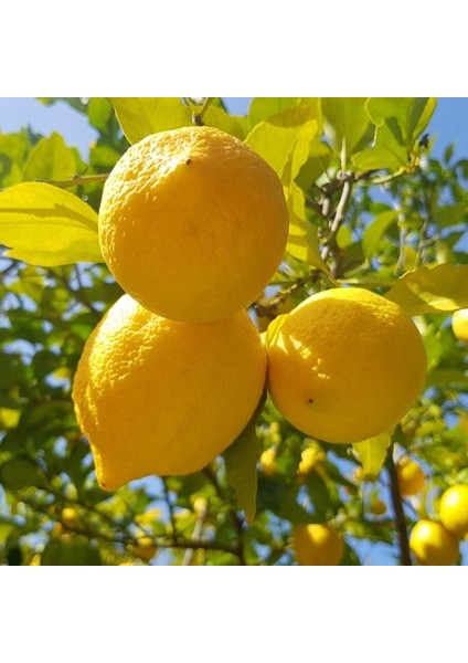 Limon Fidanı  Yediveren  +100 Cm, 2 Adet Promosyon