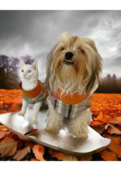 Stripe Orange Su Itici Kedi Yağmurluğu fırsatları