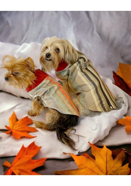 Stripe Orange Su Itici Köpek Yağmurluğu