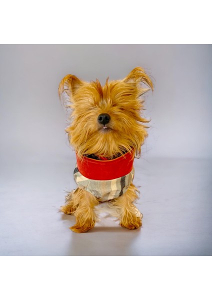 Stripe Orange Su Itici Köpek Yağmurluğu fiyatları