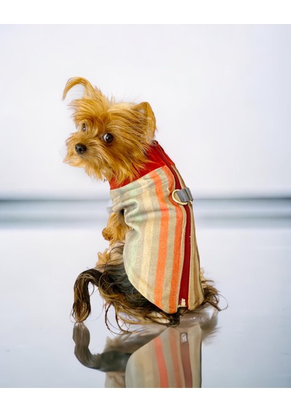Stripe Orange Su Itici Köpek Yağmurluğu modelleri