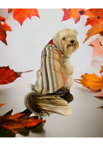 Stripe Orange Su Itici Köpek Yağmurluğu fırsatları