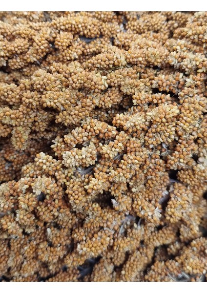 Kızıl Dal Darı 250 gr fırsatları