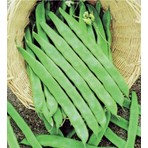 Tohum Diyarı Ayşe Boncuk Fasülye Tohumu 5 + Tohum