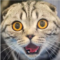Şaşkın Kedi Bulaşık Makinesi Sticker Fiyatı - Taksit Seçenekleri