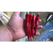 Tohhum Myanmar Biberi* (Wiang Ping Pepper) [Tohhum Ev Bahçe]