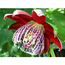 Tohhum Passiflora Alata *5 Adet Tohum [Tohhum Ev Bahçe]
