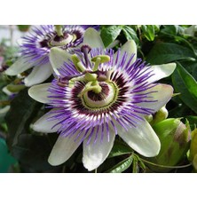 Tohhum Passiflora (Saat Çiçeği)* 5 Adet Tohum [Tohhum Ev Bahçe]