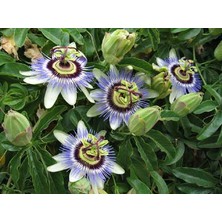 Tohhum Passiflora (Saat Çiçeği)* 5 Adet Tohum [Tohhum Ev Bahçe]