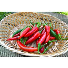 Tohhum Acı Kuş Biberi*(Bırd Pepper) [Tohhum Ev Bahçe]