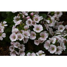 Tohhum Bahar Yıldızı (Gysophila Elegans) [Tohhum Ev Bahçe]