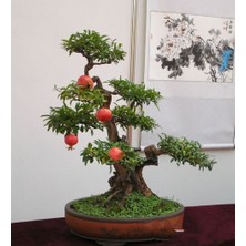 Tohhum Bonsai Nar Ağacı Tohumu (Saksı Toprak Seti) [Tohhum Ev Bahçe]