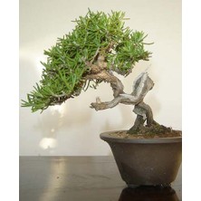 Tohhum Biberiye Bonsai Ağacı 10 Tohum(Saksı Toprak Seti) [Tohhum Ev Bahçe]