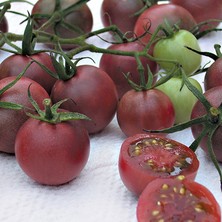 Tohhum Çikolata Cherry Domates Tohumu [Tohhum Ev Bahçe]