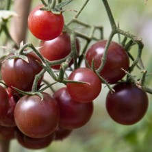 Tohhum Çikolata Cherry Domates Tohumu [Tohhum Ev Bahçe]