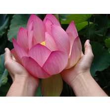 Tohhum Dev Kutsal Lotus Tohumu Pembe Çiçekli [Tohhum Ev Bahçe]