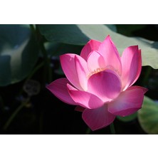 Tohhum Dev Kutsal Lotus Tohumu Pembe Çiçekli [Tohhum Ev Bahçe]