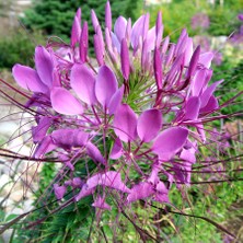 Tohhum Örumcek Çiçeği (Cleome Spinosa) [Tohhum Ev Bahçe]