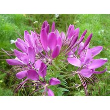 Tohhum Örumcek Çiçeği (Cleome Spinosa) [Tohhum Ev Bahçe]