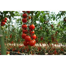 Tohhum Rus Cherry Domates (Saksı Toprak Ekim Seti) [Tohhum Ev Bahçe]