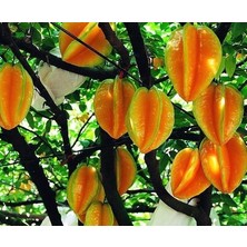 Tohhum Yıldız Meyvesi (Starfruit) Carambola Tohumu [Tohhum Ev Bahçe]